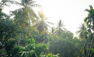 tropical leaves and trees background photo