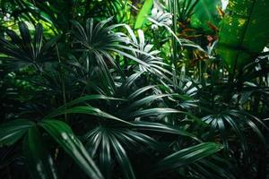 tropical leaves and trees background photo