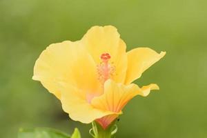 hibiscus es un género de plantas con flores en la familia de las malvas, malvaceae. foto