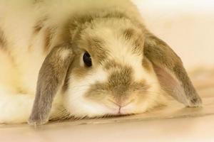 Rabbits are small mammals. Bunny is a colloquial name for a rabbit. photo