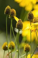 Yellow coneflowers in the garden on nature background. photo