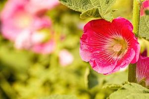 Hollyhock flower is many colors and beautiful in the garden. photo