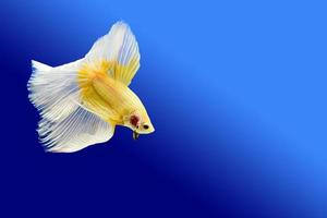 The fighting fish on a blue background. photo