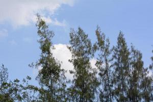 The big trees on a nature background. photo