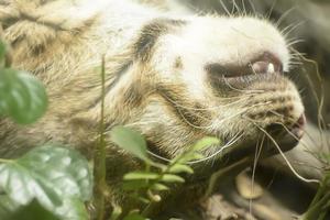 el gato pescador durmiendo en un zoológico foto