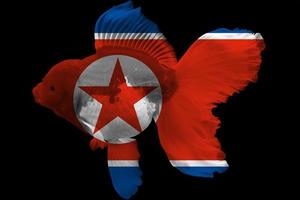 Flag of North Korea on goldfish photo