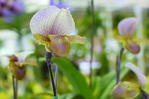 Paphiopedilum, often called the Venus slipper, is a genus of the Lady slipper orchid subfamily Cypripedioideae of the flowering plant family Orchidaceae. photo