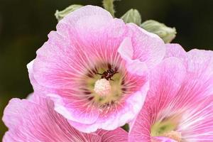 Hollyhock flower is many colors and beautiful in the garden.