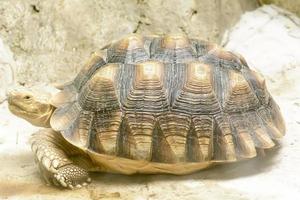 The radiated tortoise take in a zoo photo