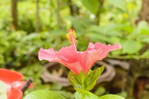 hibiscus es un género de plantas con flores en la familia de las malvas, malvaceae.
