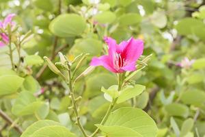 The flowers are beautiful and refreshing.Its beautiful photo