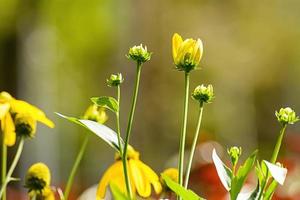 coneflowers amarillos en el jardín en el fondo de la naturaleza. foto