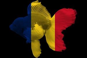 Flag of Romania on goldfish photo
