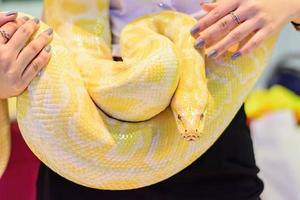 Albino Burmese python photo