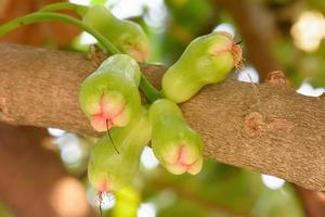 Rose apples on a tree photo