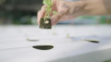 vrouwelijke hand die jonge selderijplant op het hydrocultuurrek plaatst, voorzichtig een zaailingwortels laat vallen, stromend waterpijprek, biologische groenteteelt in de buitenlucht, begin van nieuw leven, kas cultiveren video