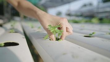 Female farmer hand pulling off a young celery seedling from hydroponic growing system pipe, sponge seedling germination, hand showing a healthy plant root, hydroponic farming for commercial