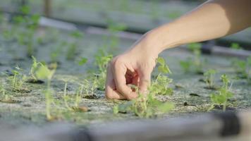 Young gardener's hand caring on small plants seedling in each sponge tray hole, hydroponic grow sponge equipment, unhealthy yellow celery leaf, plant problem or disease, getting rid of dead crops video