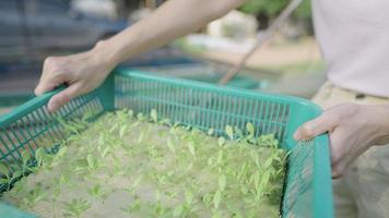 immagine ravvicinata mani del lavoratore che posizionano un cesto di piantina vegetale idro verde in un laghetto in cui cresce l'acqua, insalate e verdure vegane biologiche, agricoltura con sistema idroponico, produzione agricola video