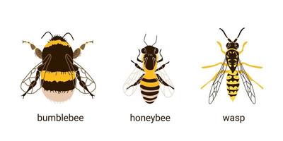 comparación de tres insectos abeja, avispa y abejorro vector