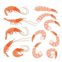 A set of shrimps in a shell and peeled vector