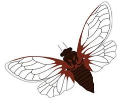 A cicada insect with open wings vector