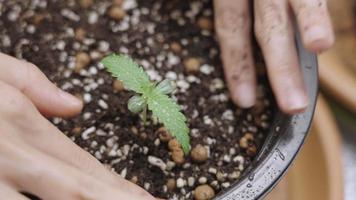 ovanifrån kvinnliga händer som tar hand om att odla unga cannabisblad, odlingsprocess inuti planteringskruka, odlad växt med toppblad, plantering hemma, ung marijuanaplanta ovanför närbild video