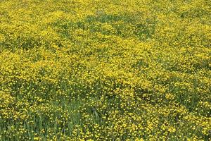 Yellow wildflowers blooming in late spring. A lot of yellow flowers. photo