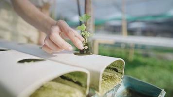 Young female gardener hands planting plant on the hydroponic system, hand gently drop a seedling, running water pipe rack system, growing green salads and vegetable, sustainable environment2 video