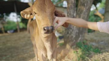 Young female hand gently rubs the beautiful and healthy red brahman cattle gently on the head and neck, agriculture industry, farming and animal husbandry, petting a small calf, companionship with pet video