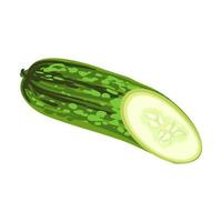 Cucumber colorful Illustration isolated on white background vector