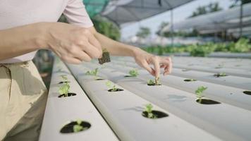 le mani di una giardiniera fanno cadere dolcemente una spugna di piantina di sedano giovane in un foro di un sistema di tubi idroponici, ossigenano le piante con acqua corrente, investono in un'agricoltura redditizia, agricoltura techno video