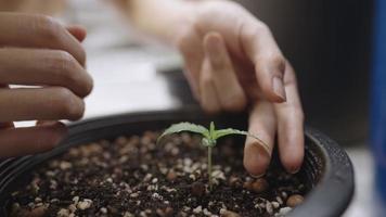 een jonge vrouwelijke hand die voorzichtig kleine waterdruppels op cannabisblad verwijdert na het water geven, kamerplanten plantverzorgingsconcept, kweekproces in plantpot, legale marihuanateelt voor medicijnen