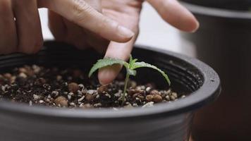 Female hands taking care small sprout of medical marijuana plant, cultivation process inside planting pot, top leaf cultivated plant, at home indoor planting, young marijuana plant, beginner grower video