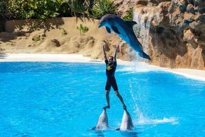 Puerto de la Cruz, Tenerife, Spain, 2011. Dolphin Show at Loro Parque photo