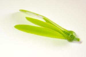 Fragile wing and young seed of White Meranti fall on white floor photo