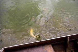 movimiento superficial del agua por los peces que nadan foto
