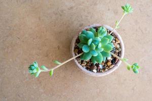 hojas frescas de primer plano y capullo de planta suculenta graptopetalum macdougallii foto