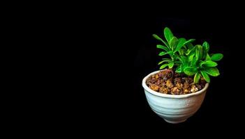 Small tree in white ceramic pot on black background photo