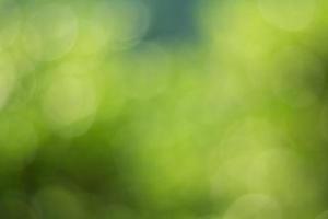 Natural outdoors bokeh background in green and yellow tones, Blurred green tree leaf background with bokeh photo