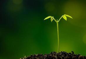 Brote de hojas de siembra de plantas jóvenes en el bosque foto