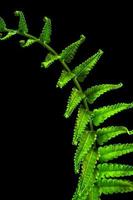 Freshness Fern leaf on black background photo