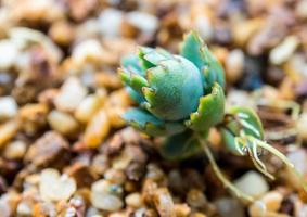 pequeños brotes de kalanchoe caen y brotan en la grava foto