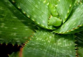 Primer plano de plantas suculentas, hojas frescas detalle de la planta de aloe foto