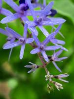 Close up the flower of Purple Wreath, Sandpaper Vine photo