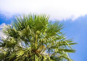 View up to the sky under the tree photo