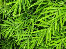 Vivid green color of bamboo leaf photo