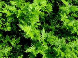 Freshness green of Selaginella involvens fern photo