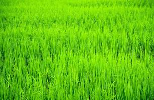 paisaje de campo de arroz en el campo, fondo verde foto