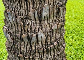 Texture surface of palm tree trunk photo